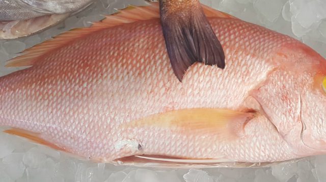 Marine and Coastal - UF/IFAS Extension