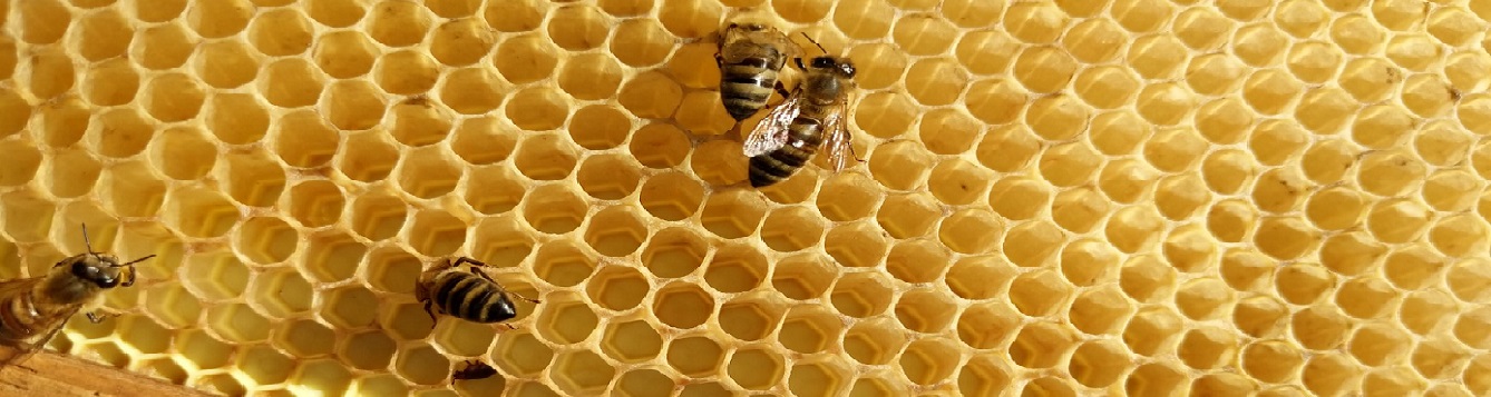 Honey Bees on wax comb