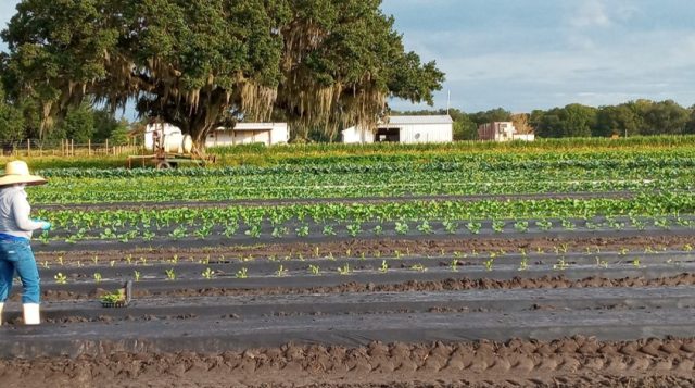When to Plant Vegetables in Florida