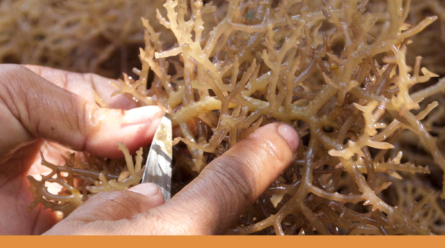 Seaweed aquaculture in Florida? A farmer’s perspective.