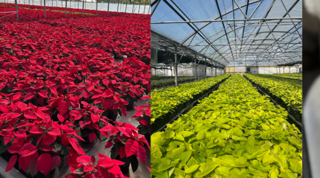 Four images from the 2025 Farm City Week Agricultural Tour: Roma tomatoes at West Coast Tomato; bright red poinsettias at Orban’s Nursery; rows of chartreuse foliage plants at Manatee Farms; and iced whole fish packed in a box at A.P. Bell Fish Company. Photos by UF/IFAS Extension Manatee County