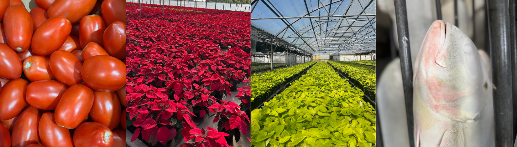 Four images from the 2025 Farm City Week Agricultural Tour: Roma tomatoes at West Coast Tomato; bright red poinsettias at Orban’s Nursery; rows of chartreuse foliage plants at Manatee Farms; and iced whole fish packed in a box at A.P. Bell Fish Company. Photos by UF/IFAS Extension Manatee County