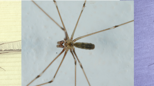 A Tale of Three Daddy Long Legs