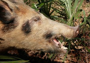 Feral Hogs in Florida