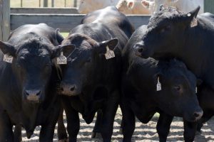 Beef Cattle Short Course