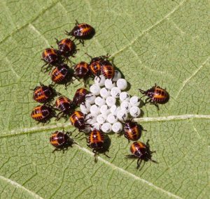 Do Lady Bugs Bite?, Blog