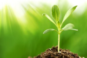 Tea Saponin powder manufacturer Tea Saponin powder manufacturer