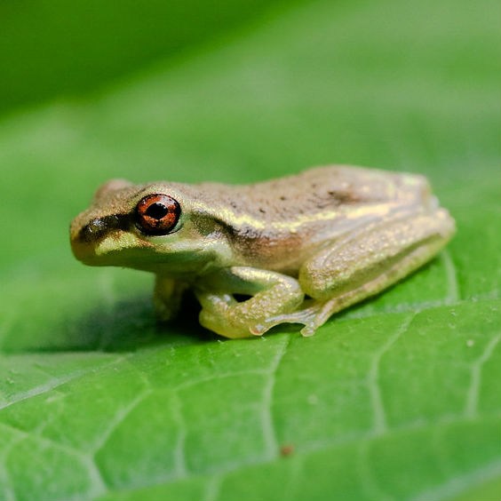 Cuban Tree Frogs: Are You Harboring Fugitives in Your Backyard?