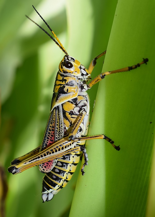 The Plague Of Giant Grasshoppers - Uf Ifas Extension Marion County