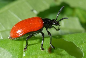 Biological Control For Pests - UF/IFAS Extension Marion County