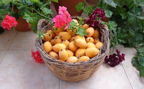 Loquats in a Basket
