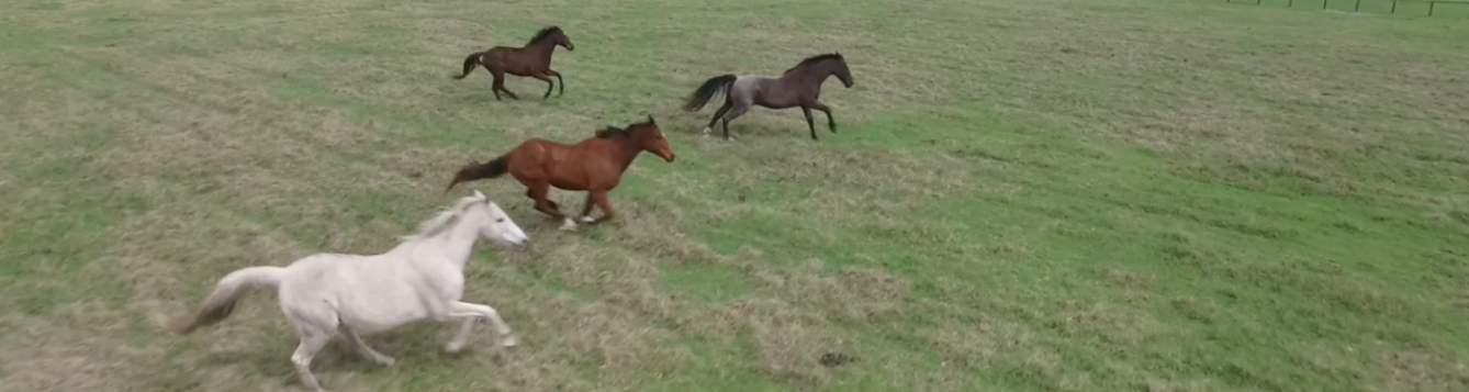 Galloping Horses