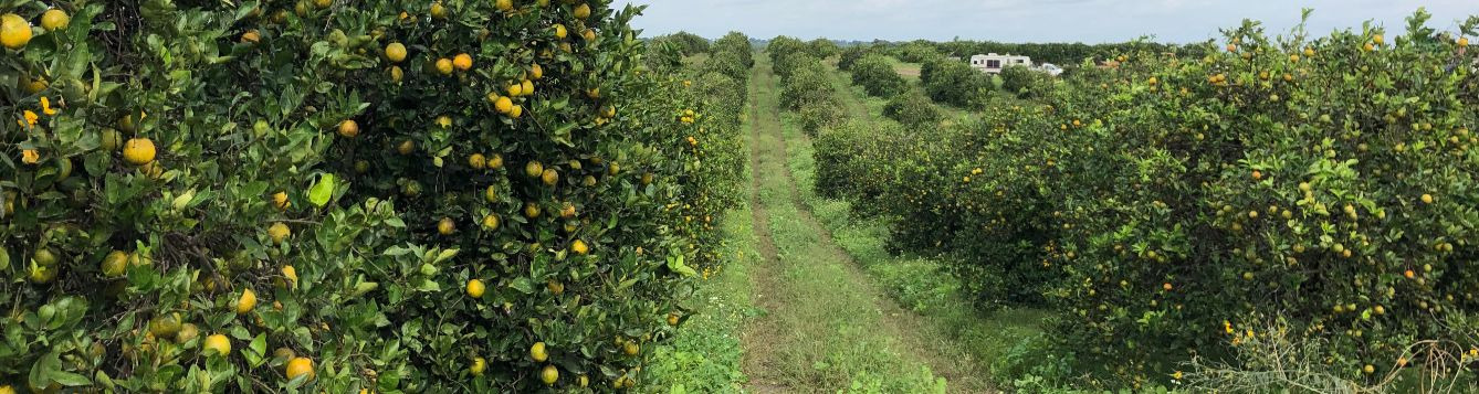 View down a row at Ed James' citrus grove with intensive cover crop use