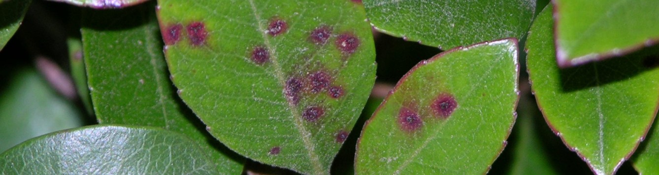 entomosporium-leaf-spot