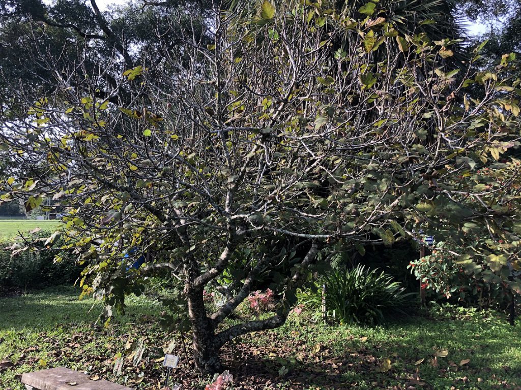 Fig Rust UF/IFAS Extension Marion County