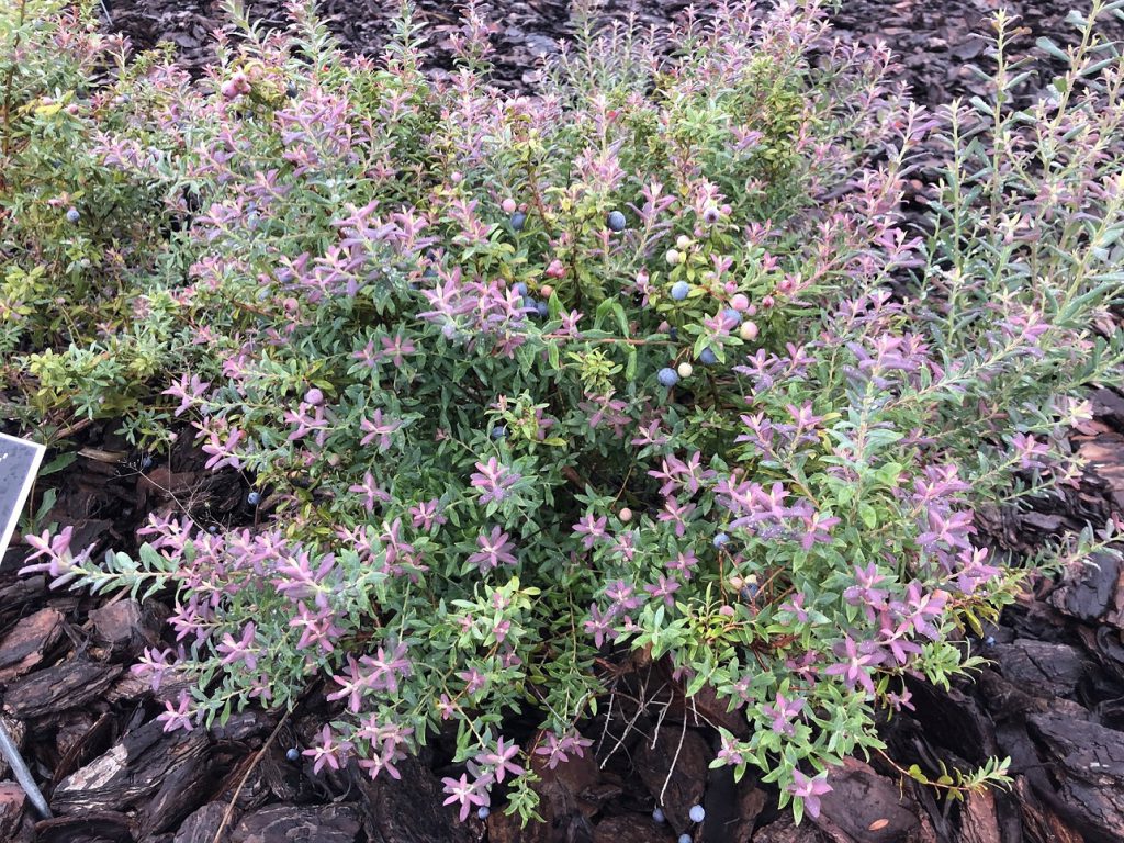 Darrows Blueberry: A lovely native plant for your edible FL Landscape 