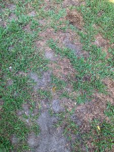 Photo of patchy St. Augustine turfgrass after doveweed dies off. (Photo by J. Rhoden)