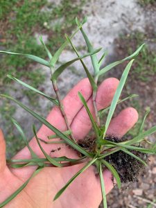 Photo of doveweed with segmented plant parts and pinkish-red nodes. (Photo by J. Rhoden)
