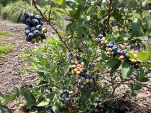 Blueberries ripening on a bush