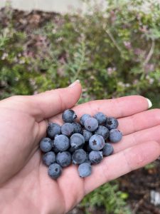 A pile of blueberries in a hand