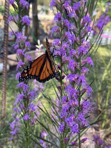Butterfly on purple flower stalk