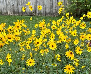 Photo of Swamp Sunflower, which goes into full bloom in October and attract many pollinators. Photo by Jeremy Rhoden, UF/IFAS Extension, Marion County