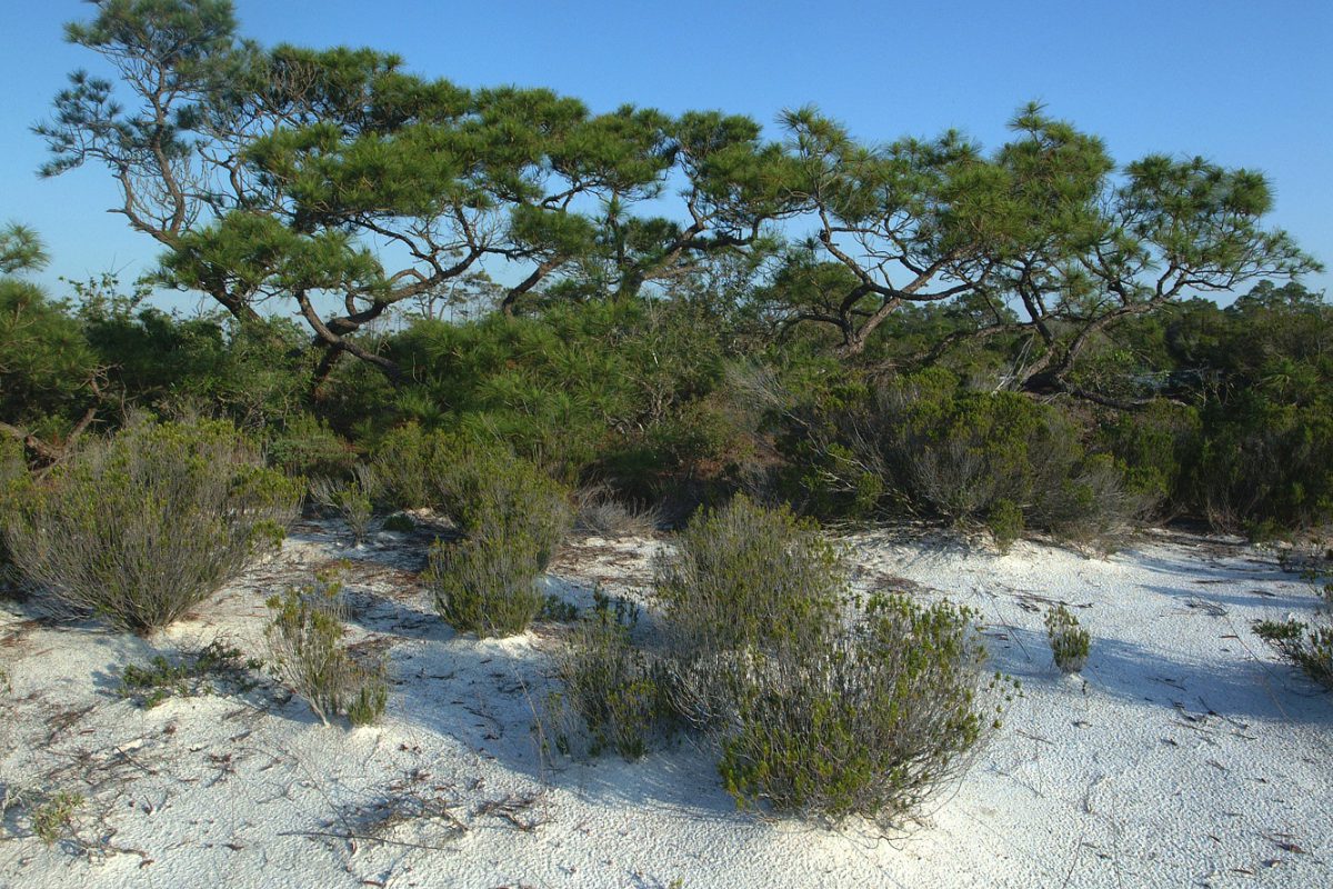 Florida Arbor Day Tree Seedling Giveaway UF/IFAS Extension Martin County