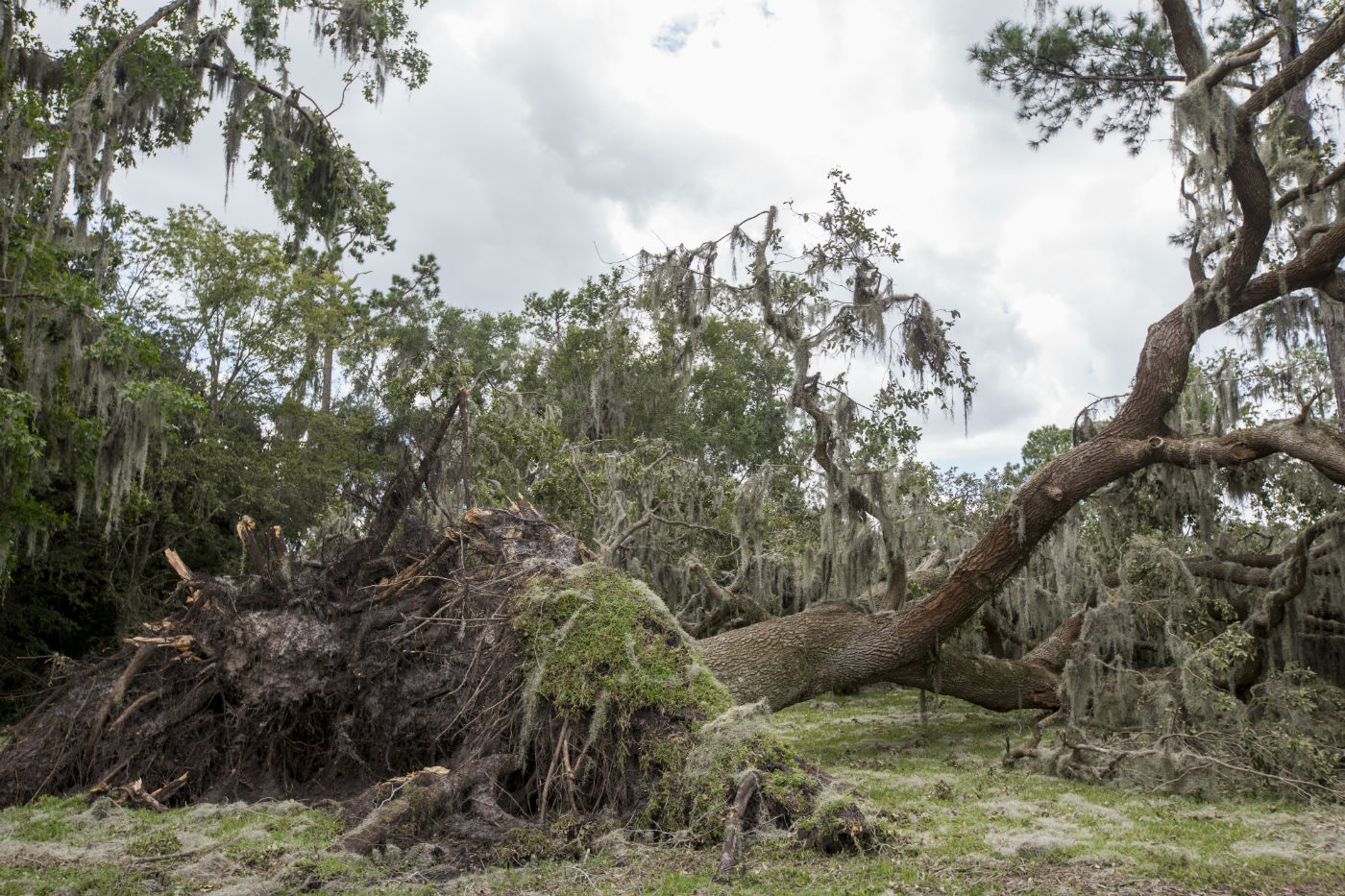 Hurricane Prepardness for the Landscape - UF/IFAS Extension Martin County