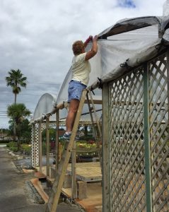 A nursery owner removes plastic covering greenhouses in preparation for a hurricane.