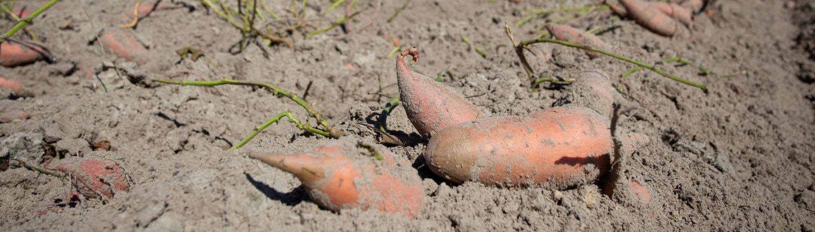 Workers harvesting sweet potatoes in Suwannee County, Florida.