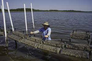 Florida seafood - oyster farming