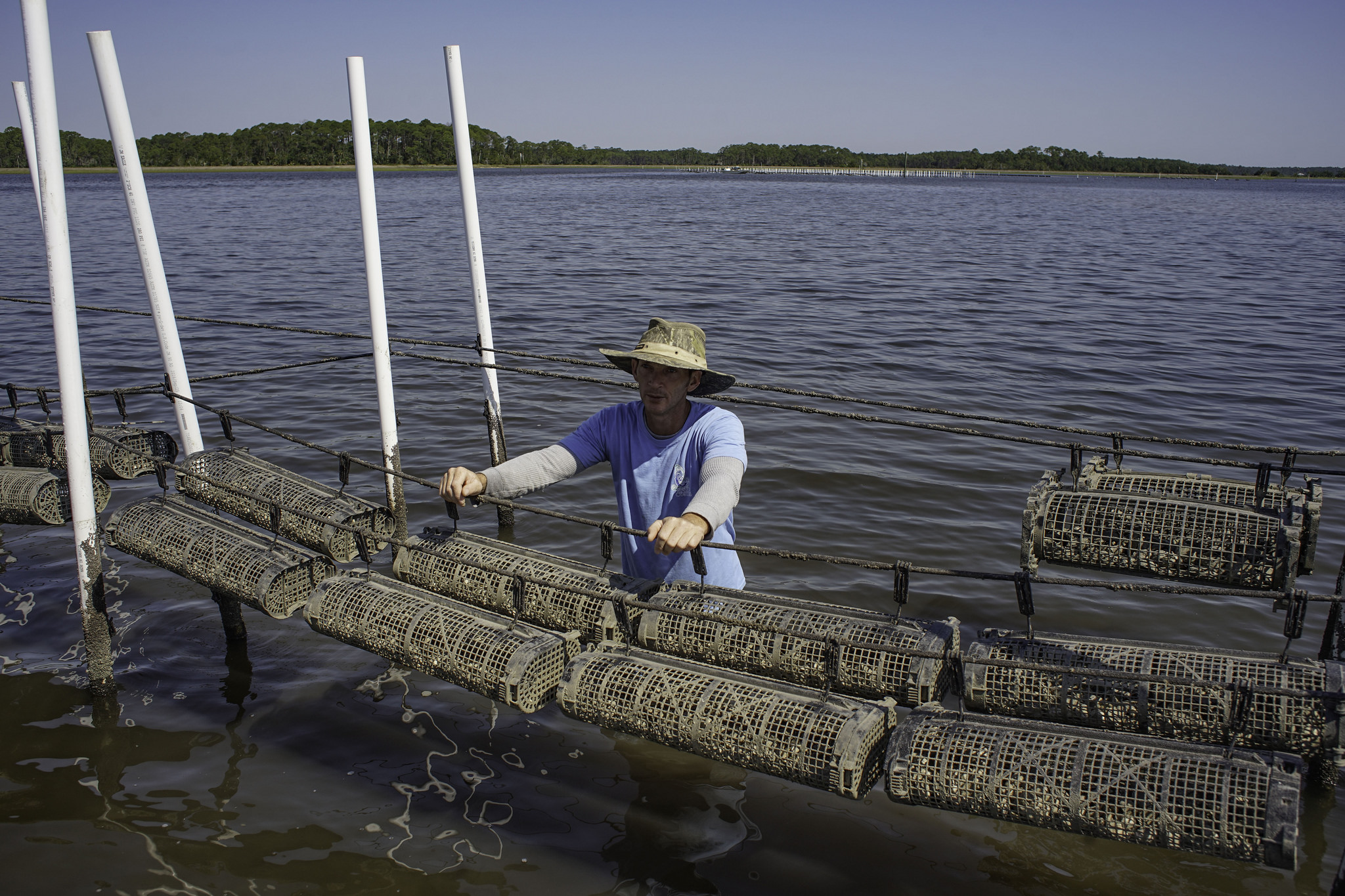Florida Seafood at Your Fingertips LIVE! Oysters on the Half Shell UF/IFAS Extension Martin County