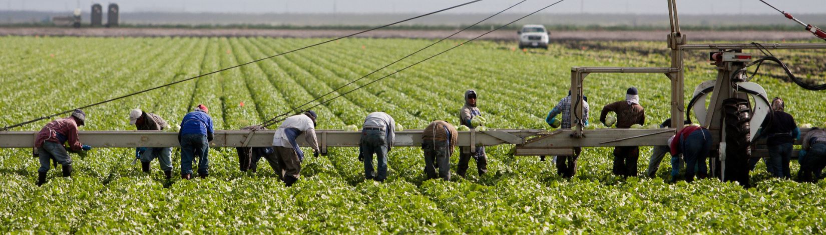 Workers picking and loading lettuce onto a conveyor belt.
