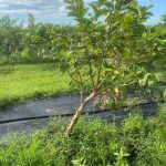 leaning fruit tree after TS Eta