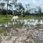 norses forage in pasture with standing water