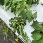 pepper plants damaged by storm winds and rains