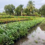 nursery plants sit in flood waters after TS Eta