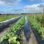 flooded field where mix of vegetables are being grown
