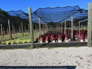 A retractable cloth provides shade to bromeliads at a local nursery.