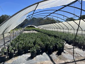 A high tunnel's protective plastic cover has been destroyed by strong winds.
