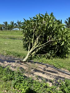 A fallen mango tree is shown here after Hurricane Ian.