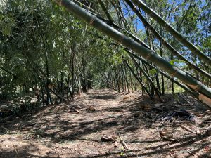 A grove of bamboo, with many stalks felled by strong winds