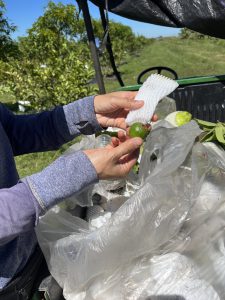Damaged/fallen fruit gathered by a tropical fruit producer.