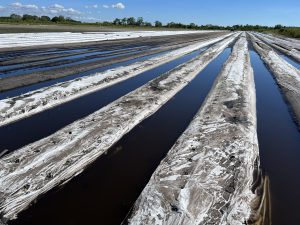 A flooded, recently planted vegetable field.