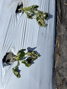 Recently planted yellow squash damaged/destroyed by Hurricane Ian