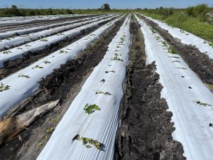 A recently planted vegetable field damaged by winds and flooding