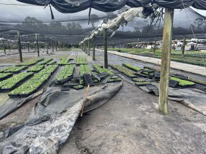 Shade house with ripped ground cloth