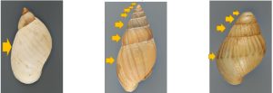 Side-by-side comparison of shells from the amber snail, ghost snail, and giant African land snail.