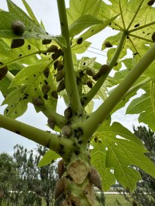 Papaya tree infested with ghost snails and their snail poop.