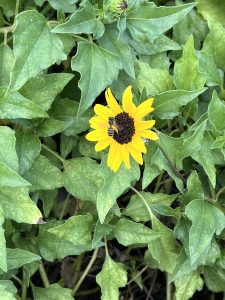 Close-up of beach dune sunflower in the median.